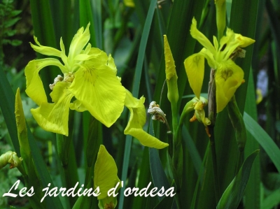 Iris pseudoacorus